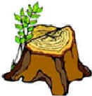 tree stump